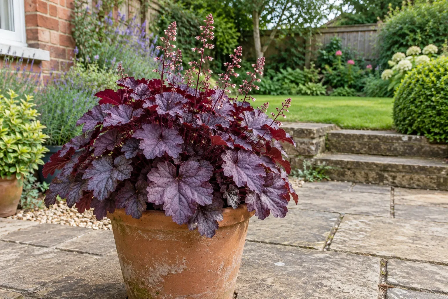 Potted deep burgundy coral bells with tall pink flower spikes on stone patio