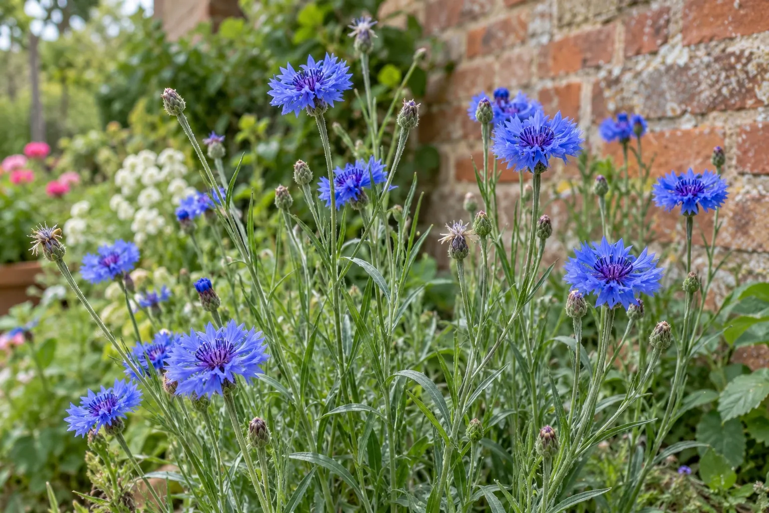 Vibrant blue cornflower blooms on tall stems beside a sunlit brick garden wall