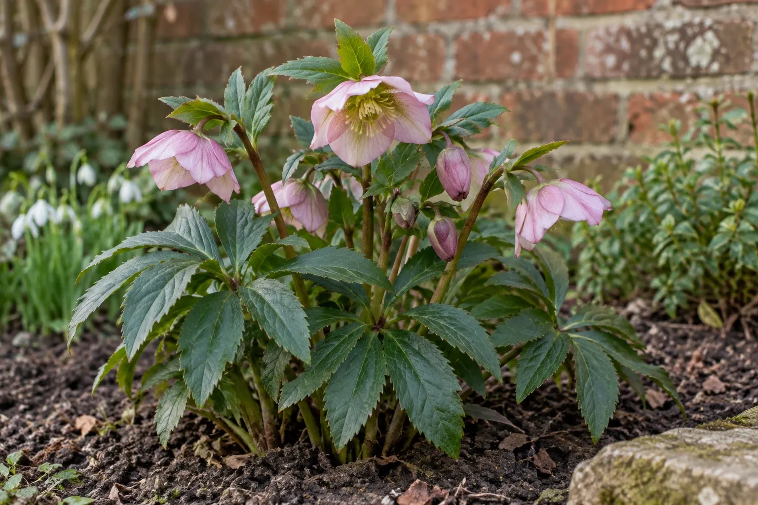 Pink hellebore plant with nodding blooms and serrated leaves in garden soil