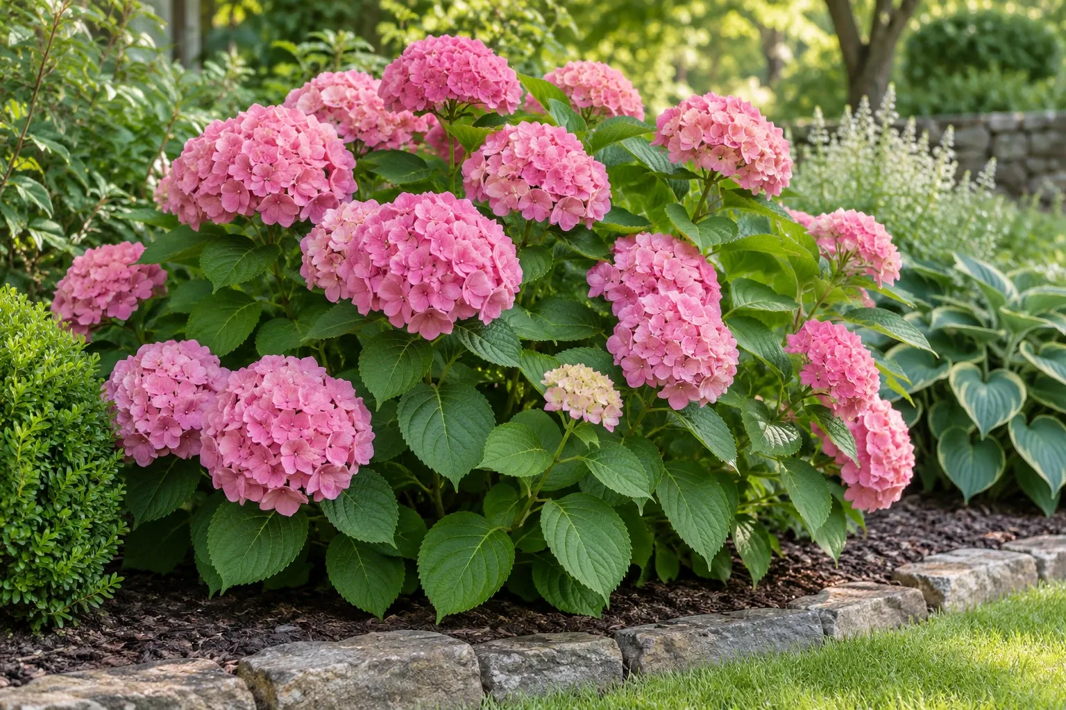 Rounded pink hydrangea blooms on lush green shrub in sunlit garden bed