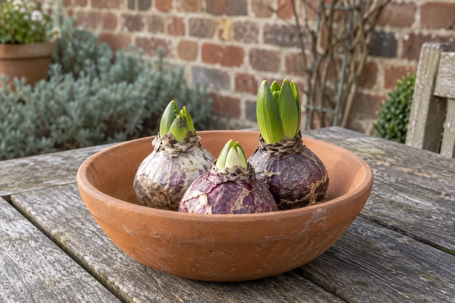 Three hyacinth bulbs with green shoots sitting in a terracotta bowl on table