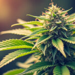 discover the optimal timing for harvesting cannabis to achieve maximum potency. learn the signs to look for and the best practices to ensure your crop delivers the highest quality and strength.