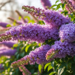 discover the best time to prune buddleia for optimal growth and vibrant flowering. this guide provides essential tips to ensure your butterfly bush thrives and produces beautiful blooms all season long.